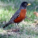 Robin Stirling Photo 8