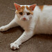 Paula Pippin Photo 15