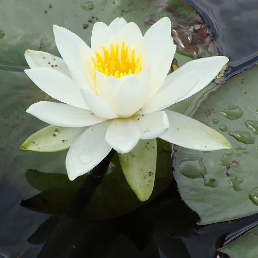 Joyce Burns Photo 25