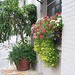 Irene Phillips Photo 26