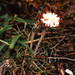Flora Torres Photo 26