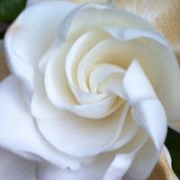 Laura Benner Photo 33