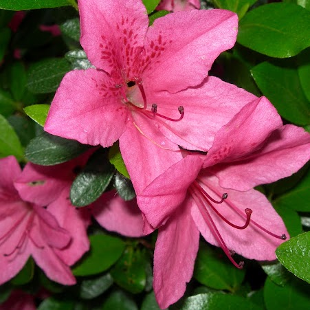 Diane Andrus Photo 7