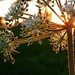 Anne Lloyd Photo 21