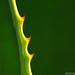 Flora Sharp Photo 9
