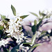 Florence Bloom Photo 8