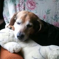 Diane Bowden Photo 26