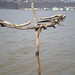 Francis Cline Photo 13