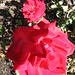 Rose Cline Photo 30