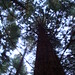 Leighton Wood Photo 4