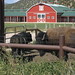 Connie Foley Photo 21