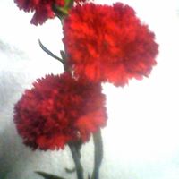 Eileen Samson Photo 2