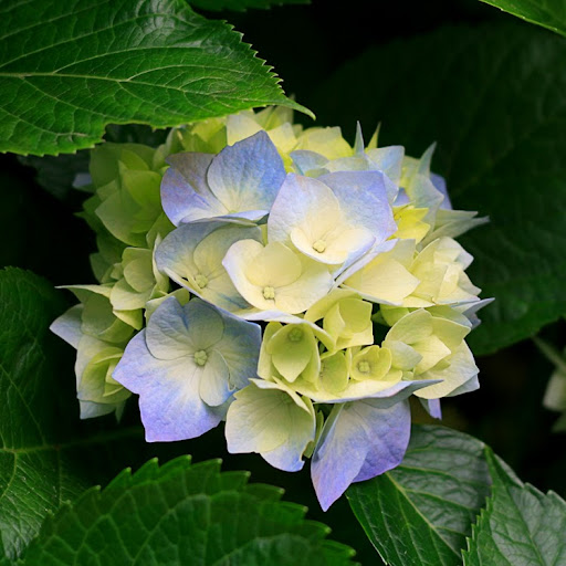 Ann Burgess Photo 24