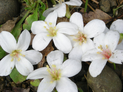 Lily Jou Photo 14