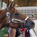 Lisa Chestnut Photo 18