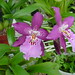 Anne Pitman Photo 11