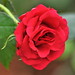 Rose Powers Photo 16