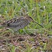 David Snipes Photo 38