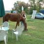 Brenda Pease Photo 13