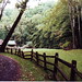 Daniel Garber Photo 26