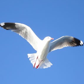 Bill Bird Photo 25