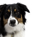 Chad Collie Photo 10