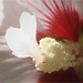 David Blume Photo 29