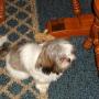 Anne Decker Photo 11