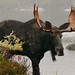 Sandy Bull Photo 3