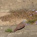 Anne Dove Photo 21