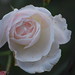 Rose Blackburn Photo 16