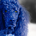 Greg Westfall Photo 31