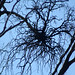 Melton Bush Photo 8