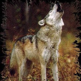 Leo Wolf Photo 31