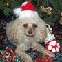 Cheryl Schafer Photo 27
