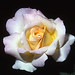 Rose Jackson Photo 17