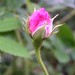 Rosa Nicholas Photo 23