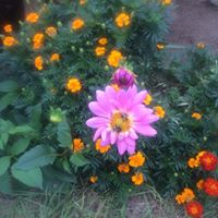 Linda Abney Photo 27