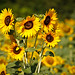 Debra Rutledge Photo 21
