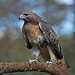 Harlan Howell Photo 7
