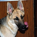 Judy Sheppard Photo 15