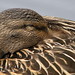 Elizabeth Mallard Photo 13