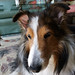 Timmy Nicholas Photo 5