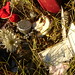 Joseph Nezperce Photo 10