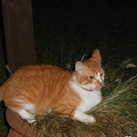 Linda Windham Photo 8