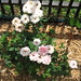 Rose Mendez Photo 21