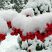 Holly Berry Photo 13