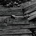 Jeremy Rawls Photo 9