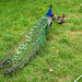 Margaret Peacock Photo 21