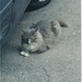 Christine Clifford Photo 44